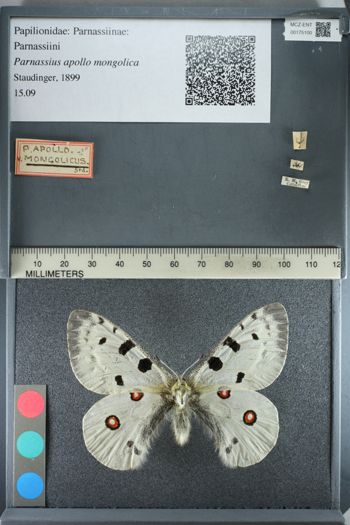 Media type: image;   Entomology 175100